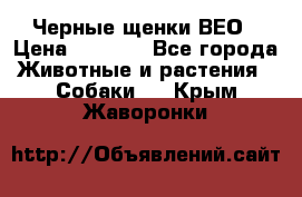 Черные щенки ВЕО › Цена ­ 5 000 - Все города Животные и растения » Собаки   . Крым,Жаворонки